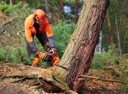 Professional Tree Services in Spring Lake, NC