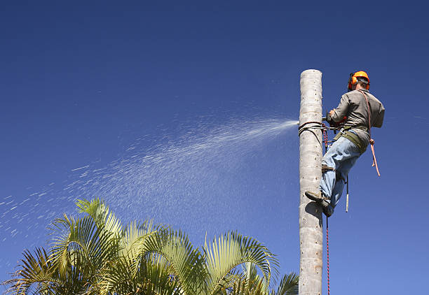 How Our Tree Care Process Works  in  Spring Lake, NC