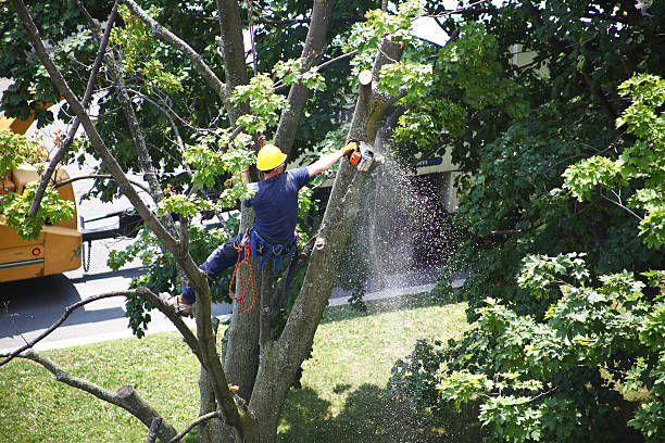 Best Stump Grinding and Removal  in Spring Lake, NC